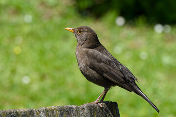 female common blackbird perching on the bench close-up