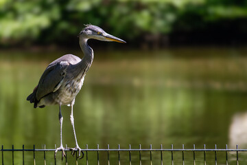 A gray heron stands on the fence 