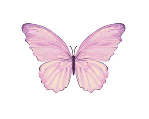 watercolor butterfly hand drawn design