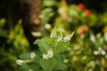 this Aloysia virgata is loved by many people and Aloysia virgata is grown decoratively in gardens and parks.The Aloysia virgata loves sunlight