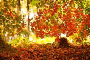 真っ盛りの真っ赤な紅葉