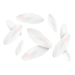 Lotus flower petals falling on white background