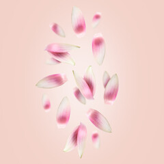 White lotus flower petals falling on pink background