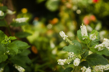 this Aloysia virgata is loved by many people and Aloysia virgata is grown decoratively in gardens and parks.The Aloysia virgata loves sunlight