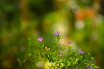  grows to a certain threshold and Cuphea hyssopifolia stops completely,Cuphea hyssopifolia is used...