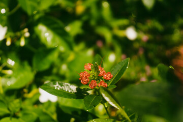 Xanthostemon youngii is a small tree with an upright trunk and Xanthostemon youngii many branches