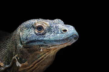 A Komodo dragon, Varanus komodoensis, isolated on a black background with space for text. The largest species of lizard, endemic to the Indonesian islands of Komodo, Rinca, Flores, and Gili Motang