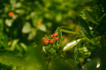 Xanthostemon youngii is a small tree with an upright trunk and Xanthostemon youngii many branches