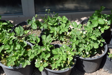 potted strawberry plants