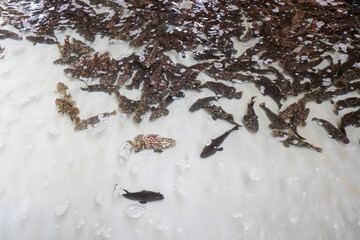 Grouper swims freely in the aquaculture pond in an aquatic product farm in North China