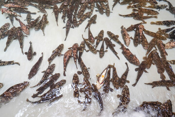 Grouper swims freely in the aquaculture pond in an aquatic product farm in North China