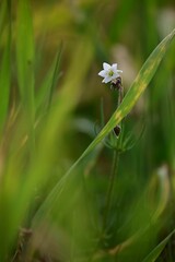 Closeup shot of a white flower in a meadow