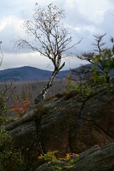 Beautiful shot of a dead bare tree during autumn