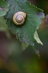 Closeup shot of a snail on a green leaf