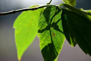Closeup shot of a green leaf hanging on a branch