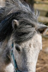 Fototapeta premium Vertical closeup shot of a donkey with a blue muzzle