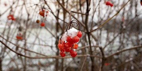 Closeup shot of a branch with red berries covered in snow