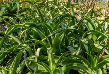 Obraz premium Closeup shot of aloe veras growing in the garden