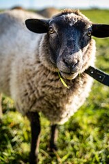 Vertical shot of a domestic sheep in the farm
