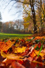 Vertical shot of a park in the autumn