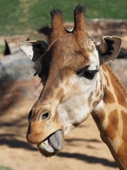 Closeup portrait of a beautiful giraffe