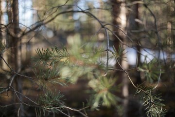 Selective focus shot of tree branches