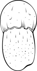 Small brown cap boletus mushroom. Aspen edible forest mushroom. Vector illustration in hand drawn sketch doodle style. Line art graphic healthy food isolated on white. Design for coloring book, print