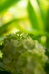  flat flowerheads with a center core of subdued, small flowers Hydrangea surrounded by outer rings of larger flowers Hydrangea having showy sepals or tepals. 