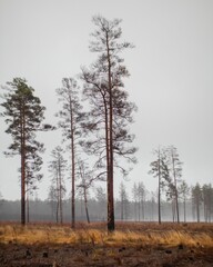 Field surrounded by dense trees