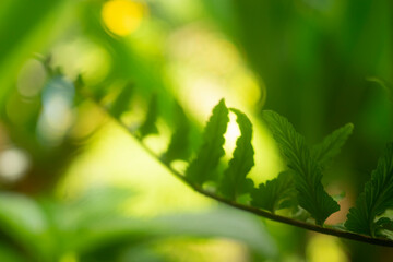 leaf from someone else's book,” both expressions for spiritual growth.Leaves. Leaf Doodle. A person constantly drawing leaves suggest that they are sharp and eager to take on more tasks 
