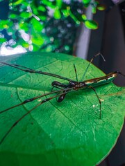 Spider on a green leaf