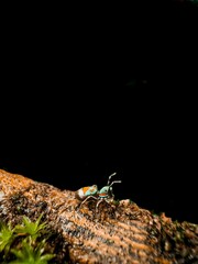 Peacock spider on tree bark with black background