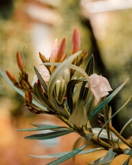 Vertical closeup of oleander buds.