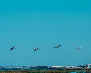 Group of flamingoes flying in the blue sky.