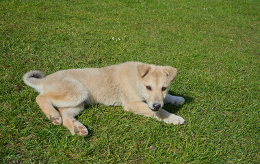 West Siberian Laika puppy lies on the grass, a white puppy lies on the green grass and rests