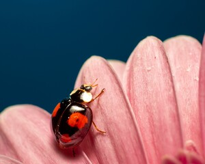 Closeup of Ladybird (Coccinellidae) on pink petals of Gerbera on dark blue background