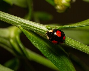 Closeup of Ladybird (Coccinellidae) on stem with green leaves on blurry background