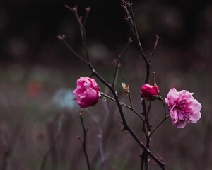 Vertical close-up shot of a beautiful pink roses growing in garden on blurry background