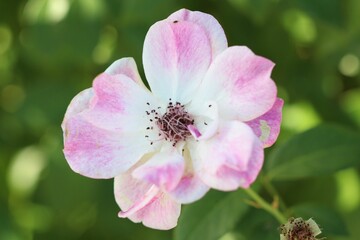 Obraz premium Closeup shot of a pink flower against the green bokeh background