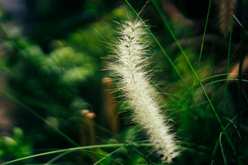 edge hugs Pennisetum purpureum the stem tightly and Pennisetum purpureum protects the node meristem.
- Flowers: Flowers Pennisetum purpureum are small,Pennisetum purpureum