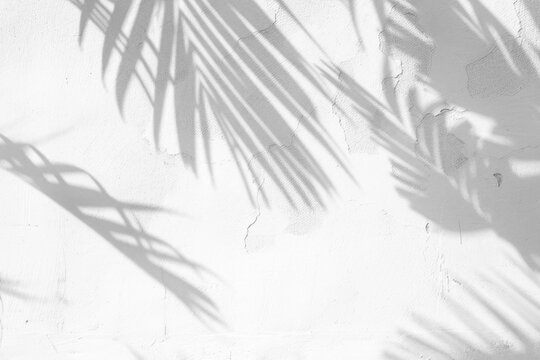 shadow Texture plam leaf tranparent background