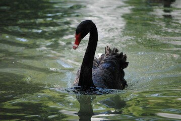 Black swan swimming on splashing pond water in the park