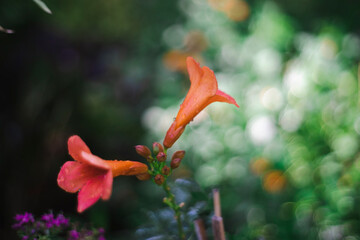 Campsis radicans are ovate to broadly lanceolate and the edges Campsis radicans are coarsely serrate.Seed pod and leaves of Campsis radicans