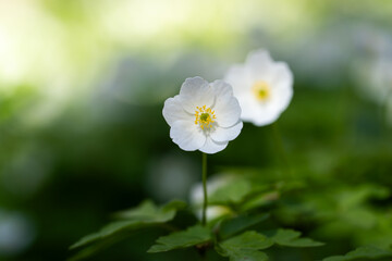 White wildflower background. Wood anemone (anemone nemorosa) on a sunny day. Old city Park. Wildflower meadow. Wallpaper. Selective focus.	