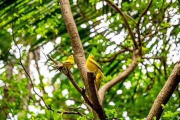 Closeup of two yellow birds perched on a tree