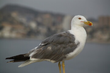 gaviota