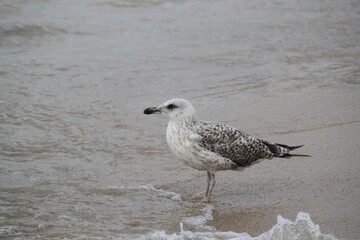 gaviota