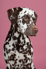 Pretty brown spotted  dalmatian dog portrait looking away on a pink background