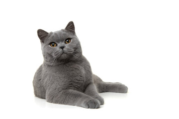 Pretty british shorthaired cat relaxed lying down looking at the camera isolated on a white background seen from the front
