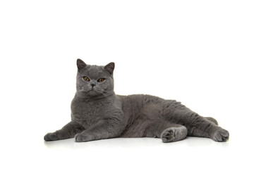 Pretty british shorthaired cat relaxed lying down looking at the camera isolated on a white background